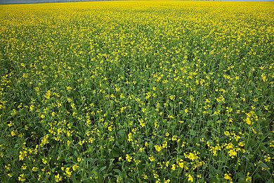 Capcom公布格斗游戏《街头霸王6》隆主题乐曲